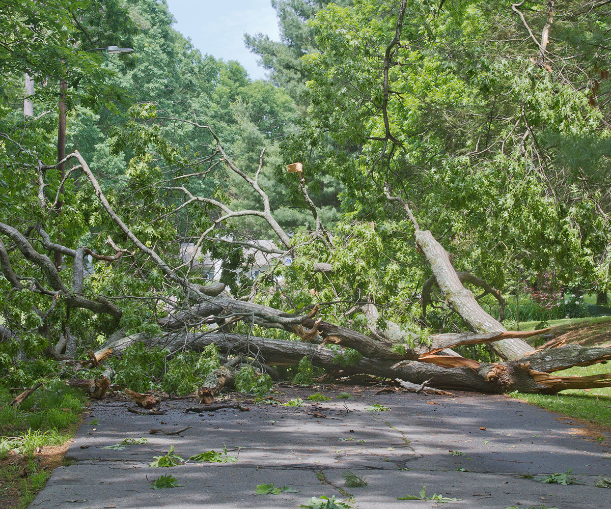 Call Arborcare Tree Maintenance