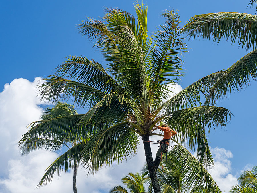 Palm Tree Removals