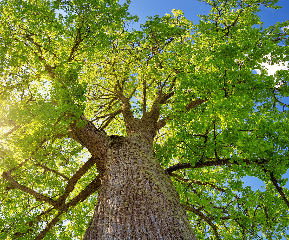 Tree Assessment Service