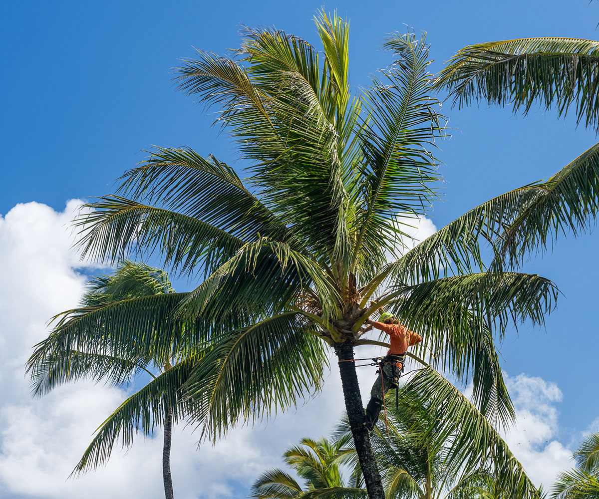 Palm Tree Removal Specialists