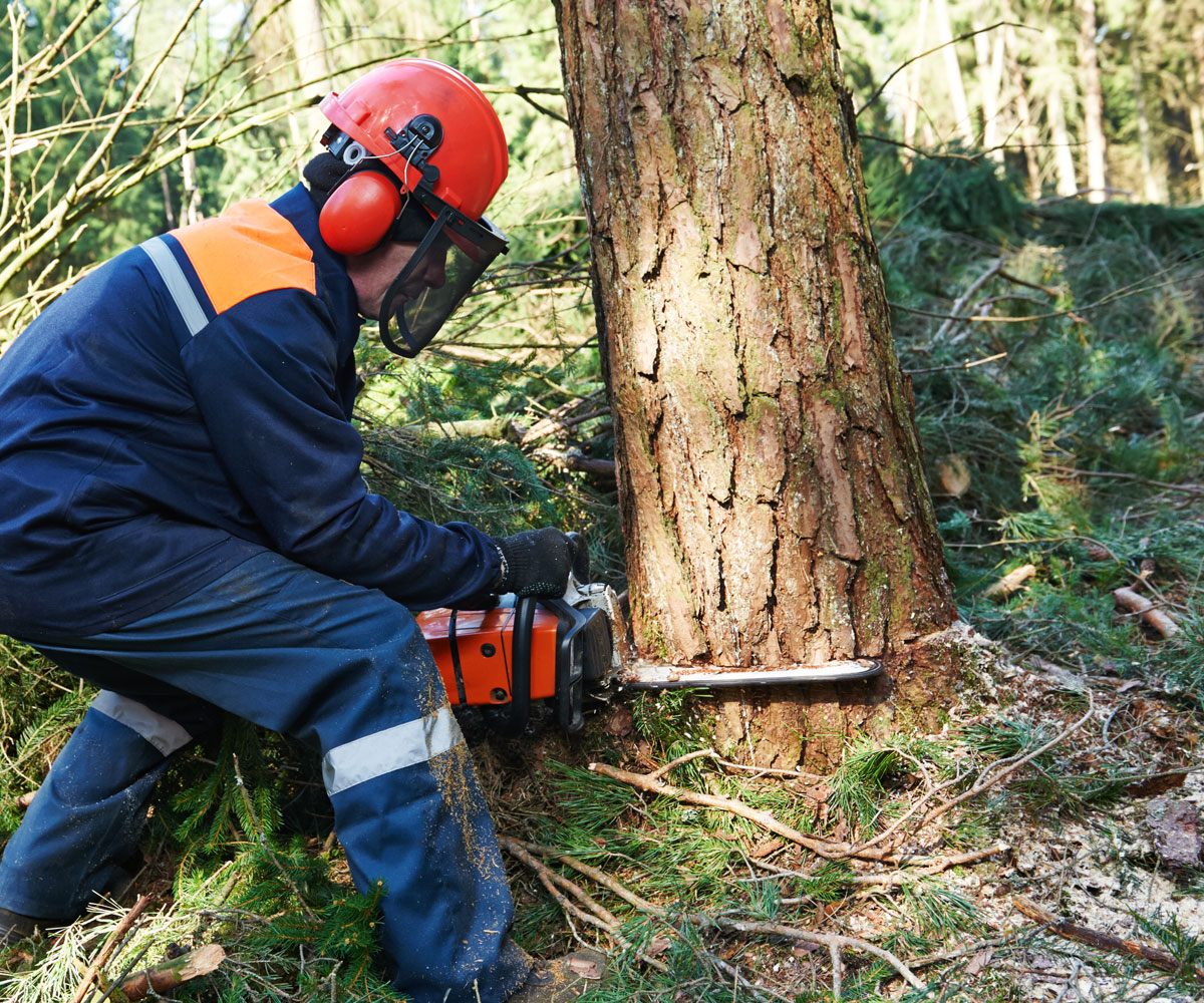 How We Remove Trees Safely