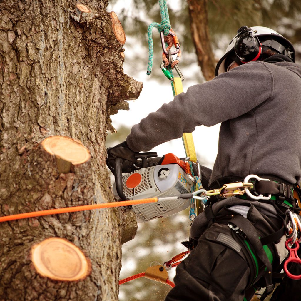 Arborcare climber roped into a tree, cutting a limb with a chainsaw
