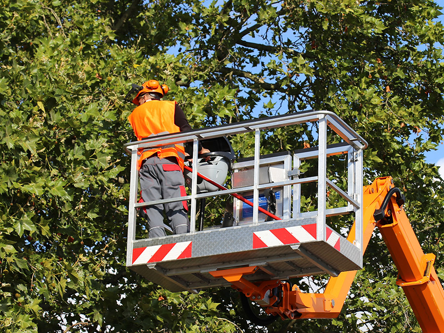 Arborist pruning a tree canopy from an elevated work platform